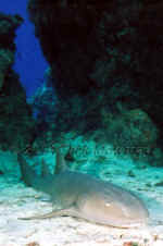 Cozumel - Nurse Shark