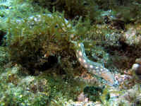 COZ_SharptailMoray112_1290.jpg (453082 bytes)