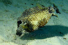 COZ_SmoothTrunkfish113_1348.jpg (342336 bytes)