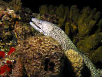 COZ_SpottedMoray113_1365.jpg (355701 bytes)