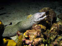 COZ_SpottedMoray113_1366.jpg (389894 bytes)