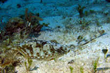 Cozumel - Yellow Stingray