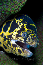 underwater photography of Curacao chain moray