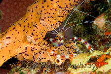 underwater photography of Curacao coral banded shrimp