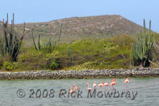 photography of Curacao