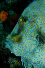 underwater photography of Curacao flounder