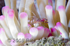 underwater photography of Curacao giant anemone