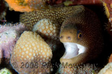 underwater photography of Curacao goldentail eel