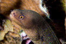 underwater photography of Curacao goldentail moray