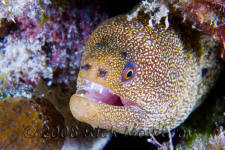 underwater photography of Curacao goldentail moray