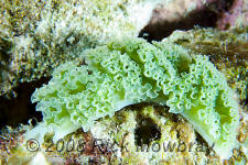 underwater photography of Curacao lettuce sea slug