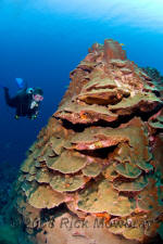 underwater photography of Curacao mushroom forest