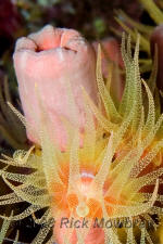 underwater photography of Curacao orange cup coral