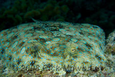 underwater photography of Curacao flounder