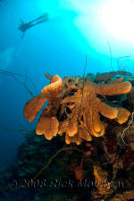 underwater photography of Curacao reef scuba diver