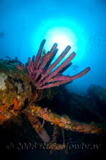 underwater photography of Curacao sunken barge