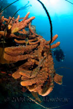 underwater photography of Curacao wall scuba diver