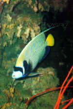 Fij_emperorangelfish.jpg (325141 bytes)