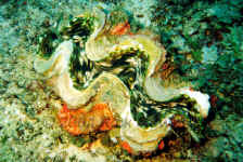 Fij_giantclam.jpg (439430 bytes)