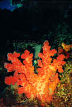 Fij_orangecoral.jpg (285050 bytes)