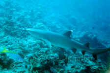 Fiji - White Tip Reef Shark