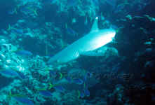 Fiji - White Tip Reef Shark