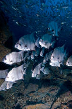 Underwater photography of North Carolina ship wrecks and sharks.