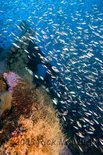 Underwater photography of North Carolina ship wrecks and sharks.