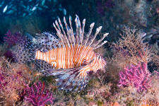 Underwater photography of North Carolina ship wrecks and sharks.