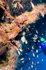 Underwater photography of North Carolina ship wrecks and sharks.