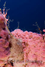 Underwater photography of North Carolina ship wrecks and sharks.