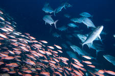 Underwater photography of North Carolina ship wrecks and sharks.