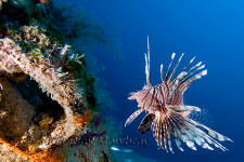 Underwater photography of the shipwrecks of North Carolina