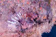 Underwater photography of North Carolina ship wrecks and sharks.