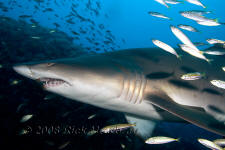 Underwater photography of North Carolina ship wrecks and sharks.