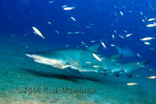 Underwater photography of North Carolina ship wrecks and sharks.