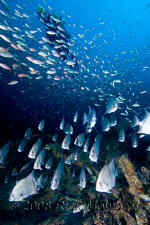 Underwater photography of North Carolina ship wrecks and sharks.