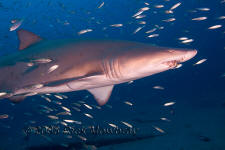 Underwater photography of North Carolina ship wrecks and sharks.