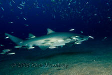 Underwater photography of North Carolina ship wrecks and sharks.