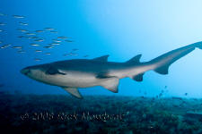 Underwater photography of North Carolina ship wrecks and sharks.