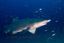 Underwater photography of North Carolina ship wrecks and sharks.