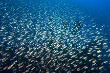 Underwater photography of North Carolina ship wrecks and sharks.