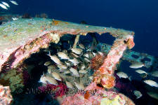Underwater photography of North Carolina ship wrecks and sharks.