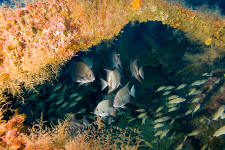 Underwater photography of North Carolina ship wrecks and sharks.