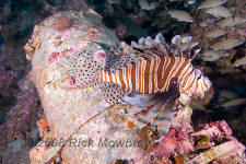 Underwater photography of North Carolina ship wrecks and sharks.