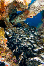 Underwater photography of North Carolina ship wrecks and sharks.