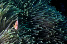 Pal_Pink_Anemonefish_2.jpg (336731 bytes)