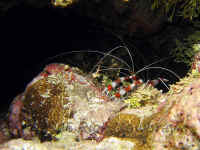 Pal_banded_cleaner_shrimp.jpg (352108 bytes)