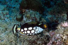 Pal_clown_triggerfish.jpg (380405 bytes)