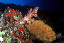 Pal_coral_variety.jpg (343990 bytes)